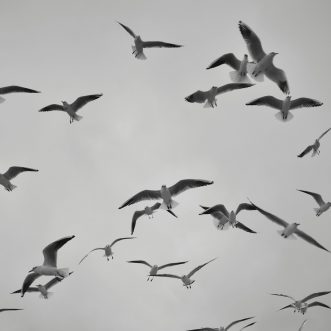 What the FLOCK?